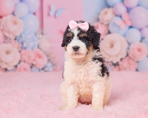 Lilly Mini Bernedoodle